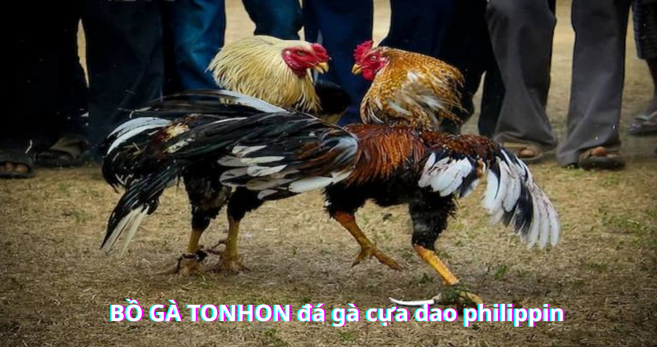 Khám Phá Đá Gà Cựa Dao bồ gà tonhon Hình Thức Chơi Đầy Kịch Tính Cho Bạn