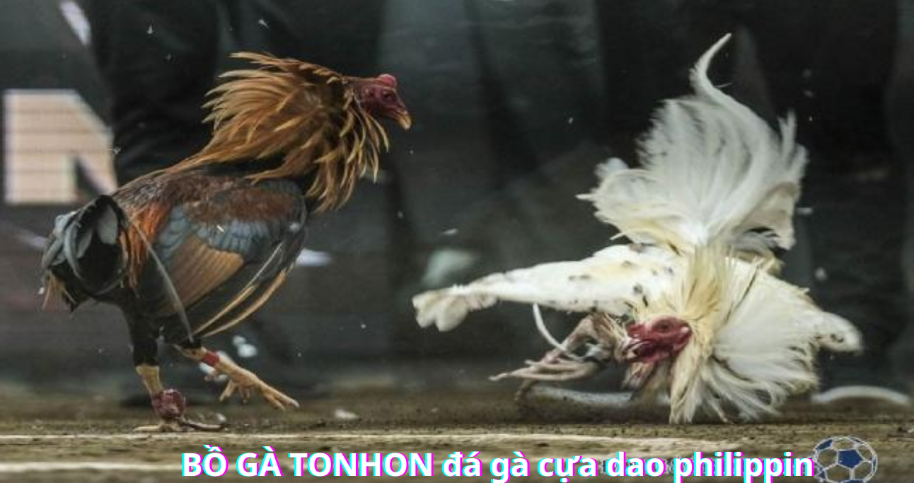 Khám phá từng giai đoạn diễn ra một trận đá gà cựa dao bồ gà tonhon 