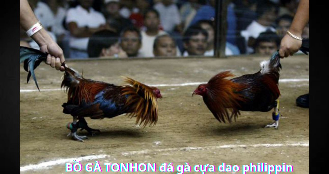 link tải app trang web đá gà bồ gà tonhon 