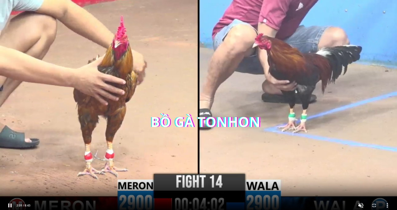 Đá Gà Campuchia Bồ Gà Tonhon 