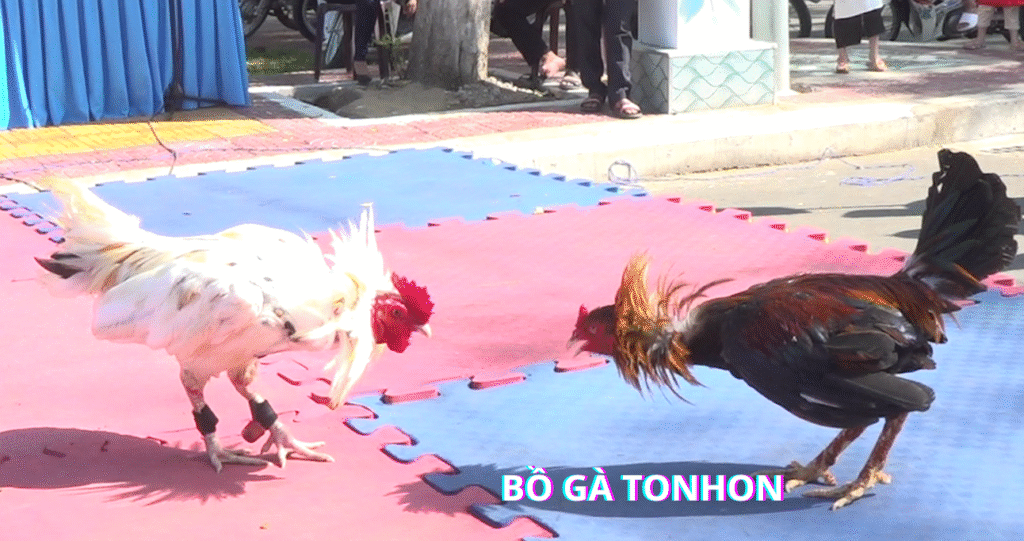 Luật Đá Gà Miền Bắc - Những Điểm Cần Lưu Ý Khi Tham Gia