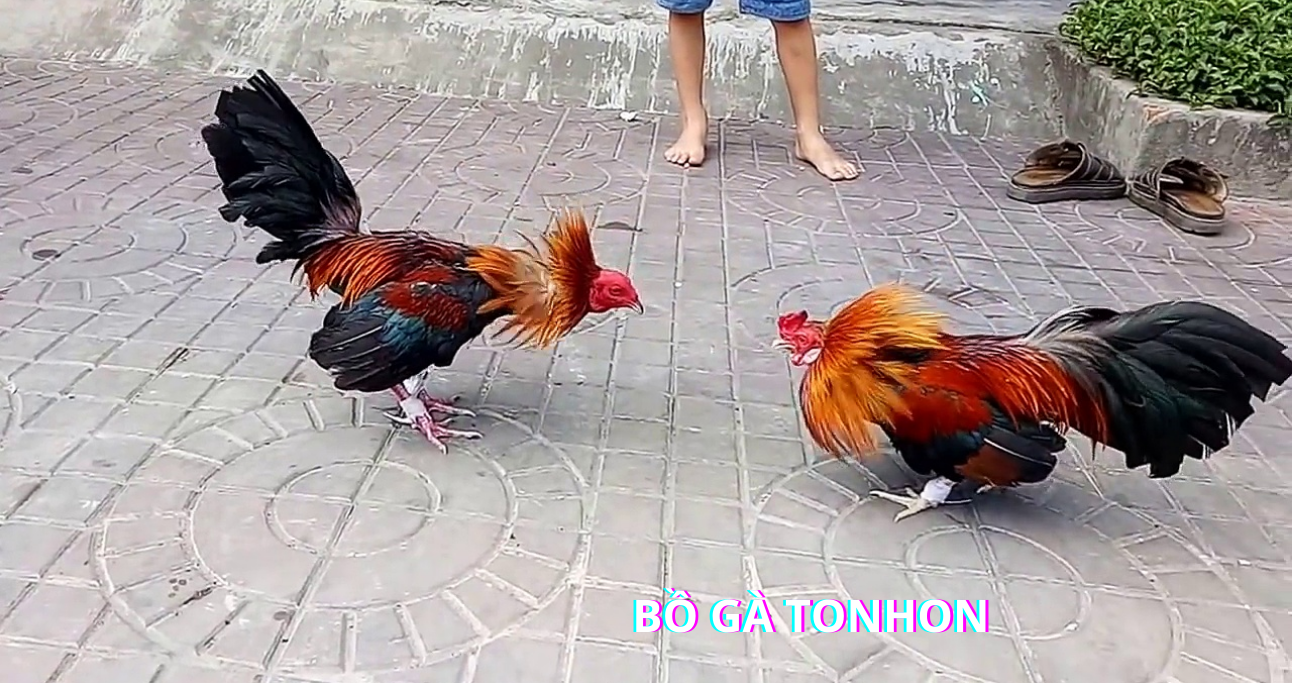 Tầm quan trọng của việc nắm vững các thuật ngữ đá gà