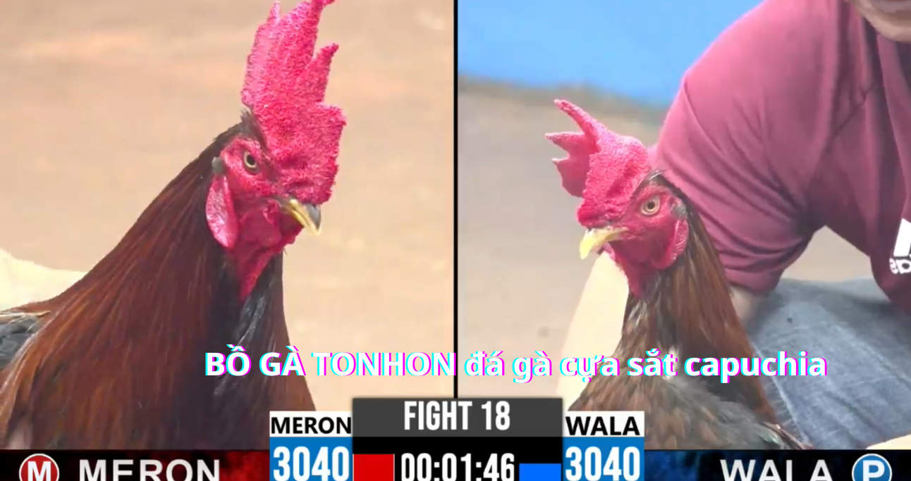 Cập nhật các hình thức đá gà Campuchia mới nhất  Bồ Gà Tonhon 