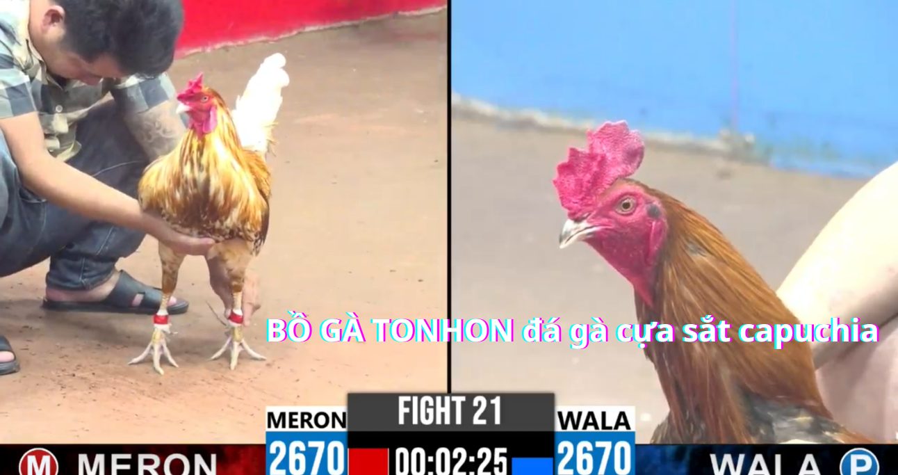 Quá trình thi đấu bồ gà tonhon