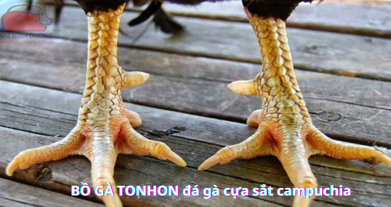 Những điều cần biết khi sử dụng Vảy Gà Tam Tài