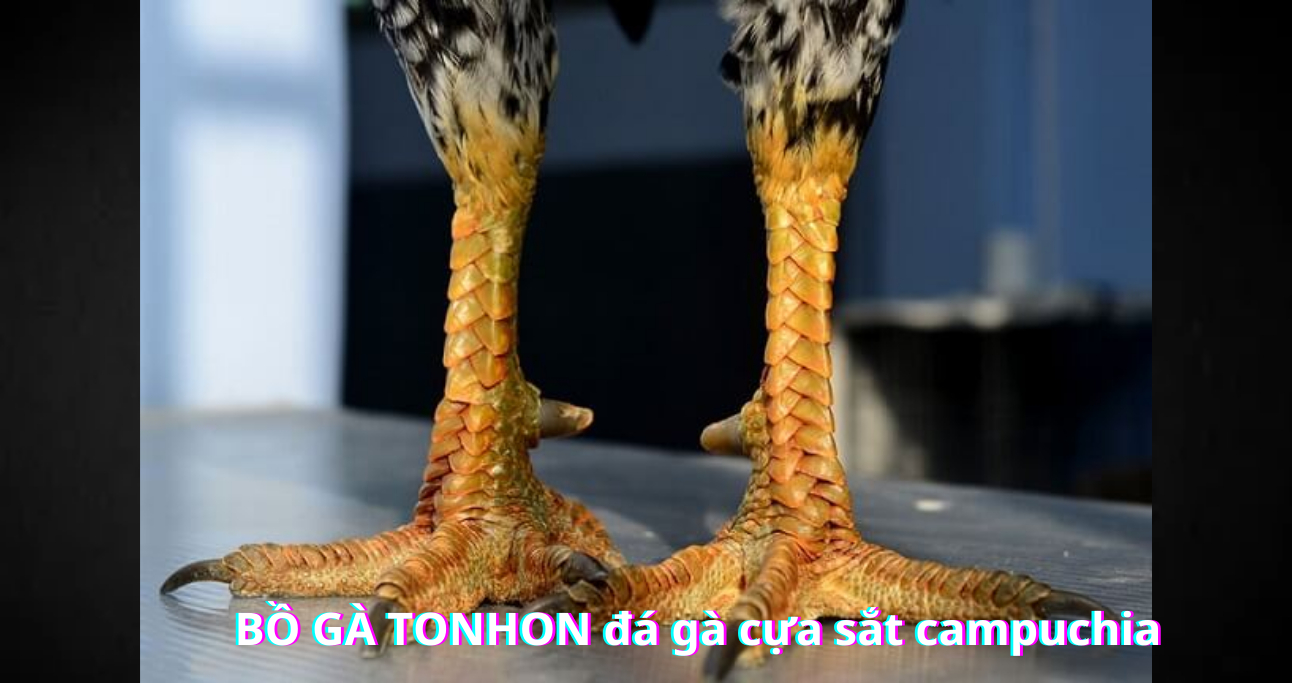 Những điều cần biết khi sử dụng Vảy Gà Tam Tài
