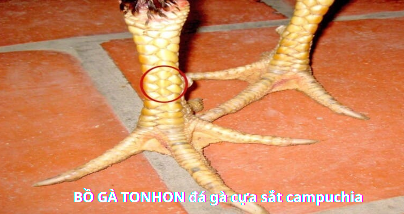 Vảy Gà Tam Tài – Tăng Cường Sức Mạnh, Bảo Vệ Gà Chiến Tối Ưu