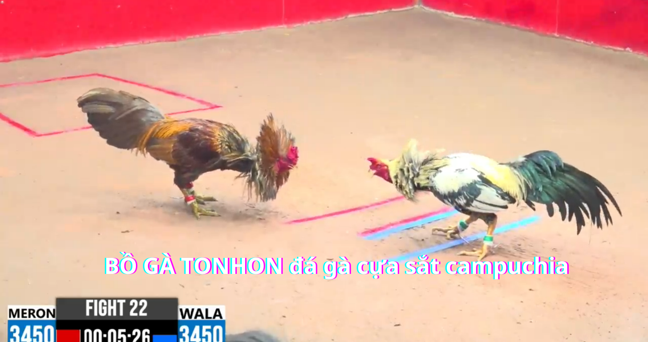Khám Phá Thuật Ngữ Đá Gà Hướng Dẫn Cho Người Mới Chơi