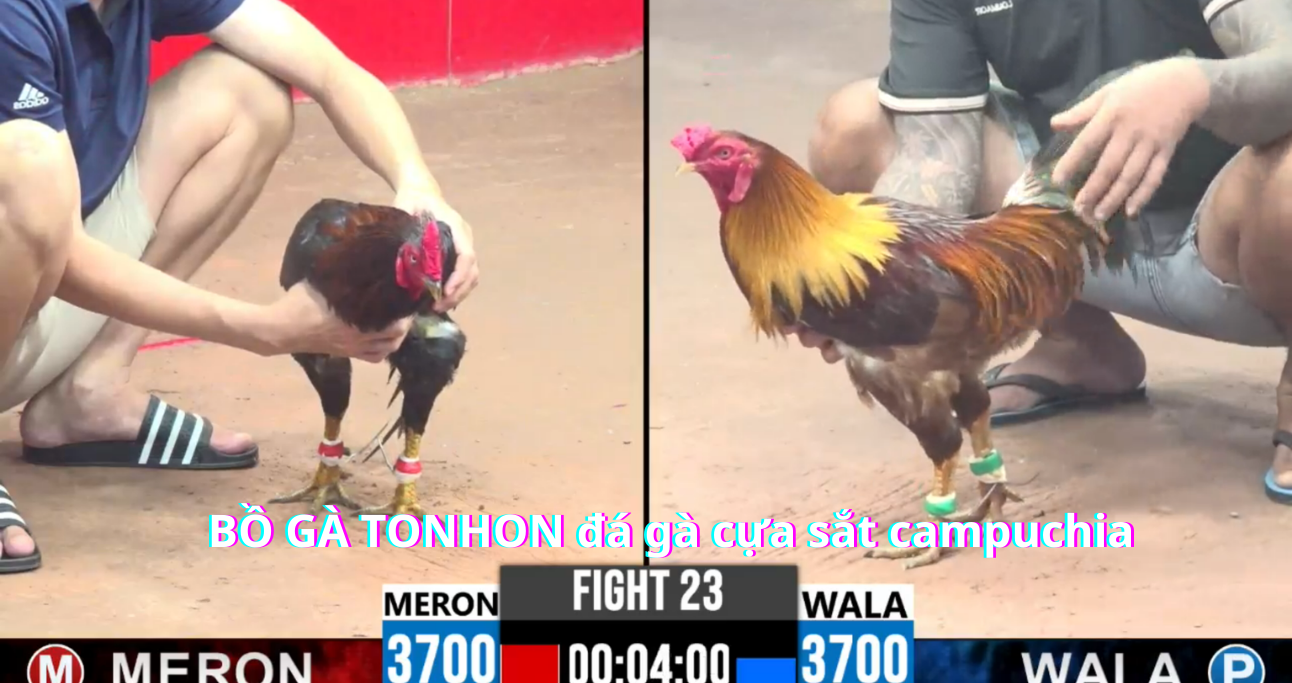 Những giống kê chiến danh tiếng trong làng đá gà cựa sắt Bồ Gà Tonhon 