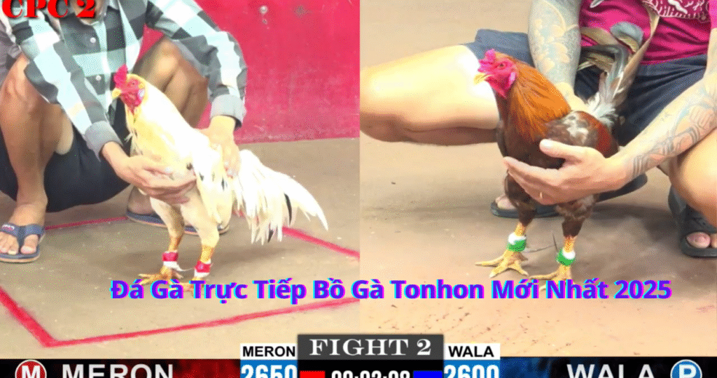 Đá Gà Trực Tiếp Bồ Gà Tonhon Mới Nhất 2025 Khám Phá Thế Giới Đầy Thú Vị
