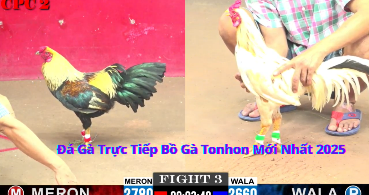 Lý Do Tại Sao Đá Gà Trực Tiếp Tonhon Hấp Dẫn