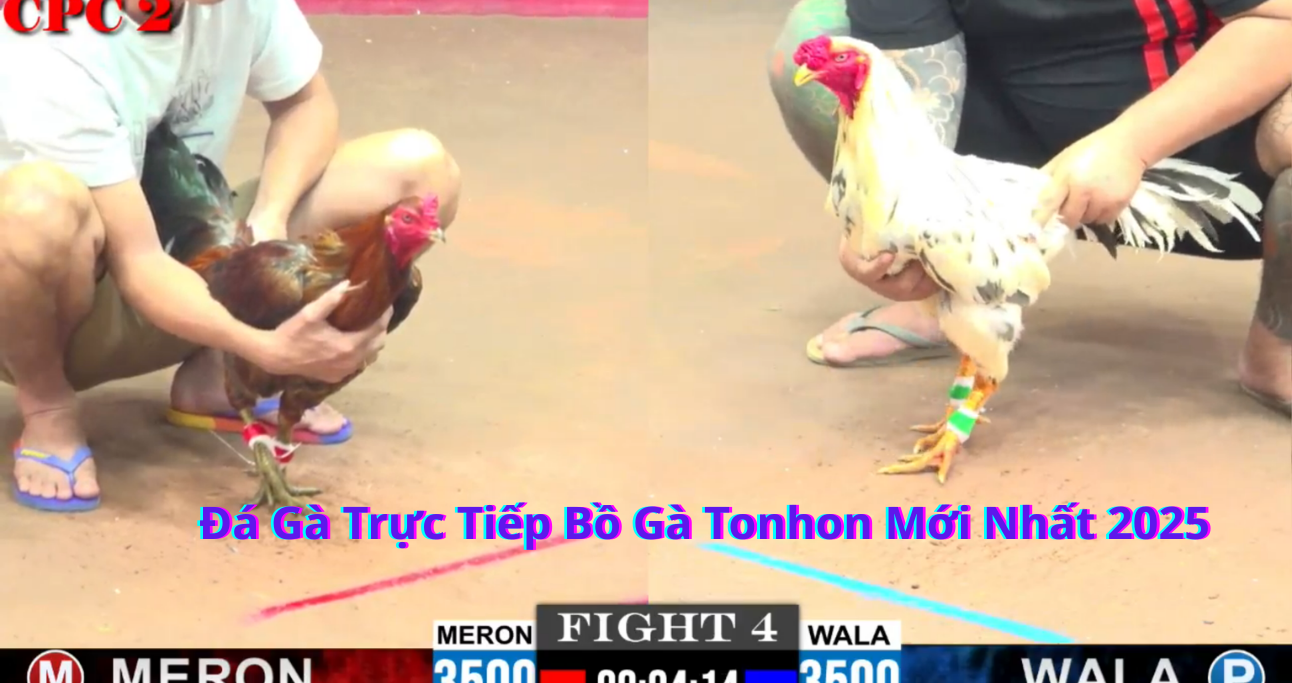 Những Đặc Điểm Nổi Bật Của Đá Gà Trực Tiếp Bồ Gà Tonhon 2025