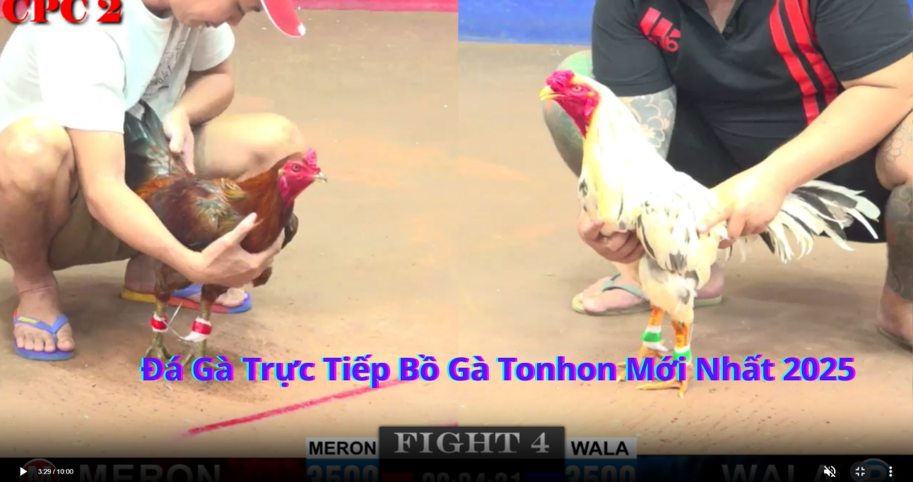 Cách theo dõi Bồ Gà TonHon Trực Tiếp Đá Gà