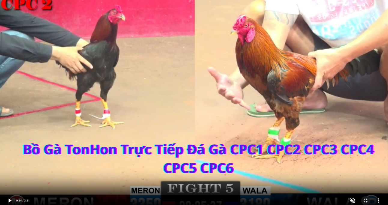 CPC5 và CPC6