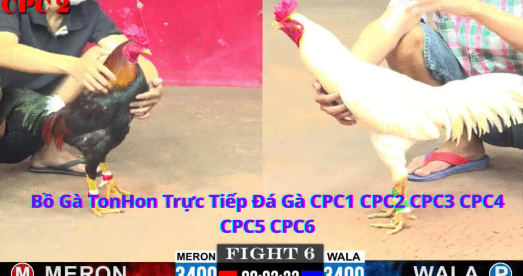 Bồ Gà TonHon Trực Tiếp Đá Gà CPC1 CPC2 CPC3 CPC4 CPC5 CPC6 Thông Tin Chi Tiết và Hướng Dẫn