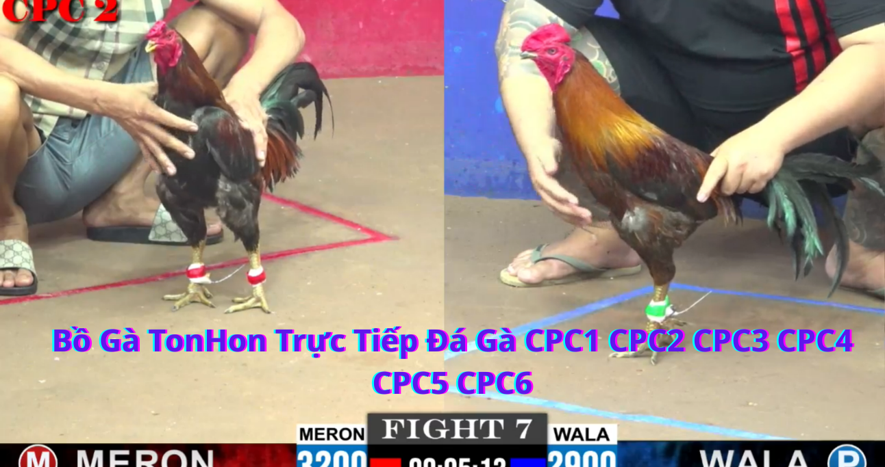 Giải đấu đá gà thomo  CPC