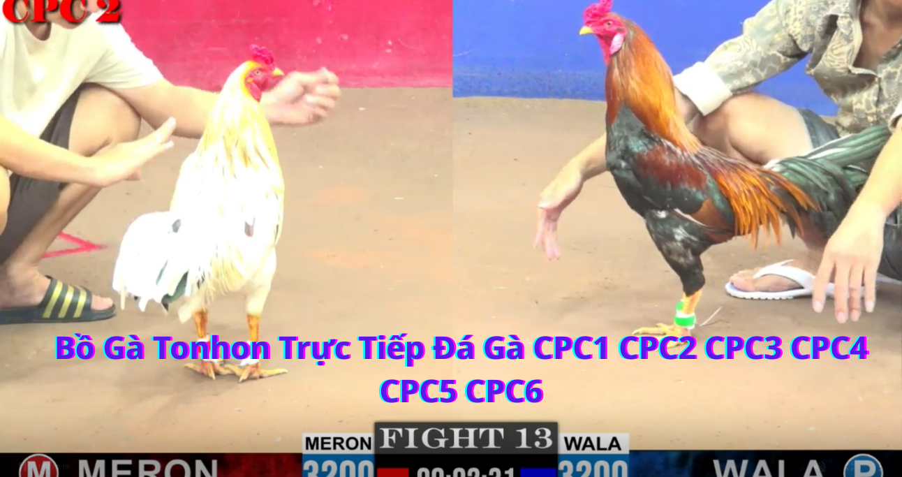 Nhà Cái Đá Gà Bồ Gà Tonhon