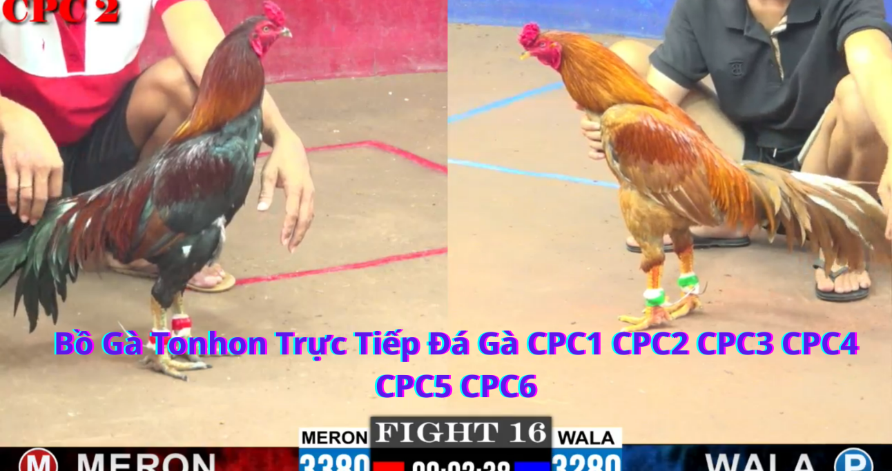 Hướng Dẫn Cá Cược Tại Nhà Cái Đá Gà Bồ Gà Tonhon