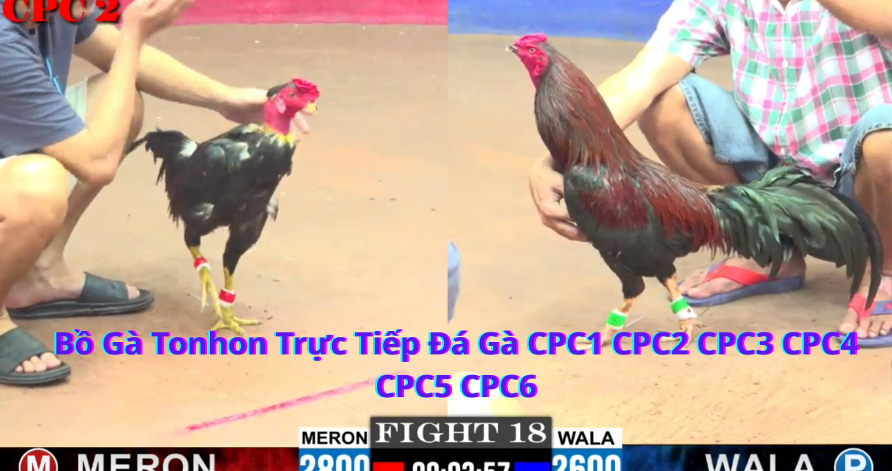 Giới Thiệu Về Nhà Cái Đá Gà Bồ Gà Tonhon