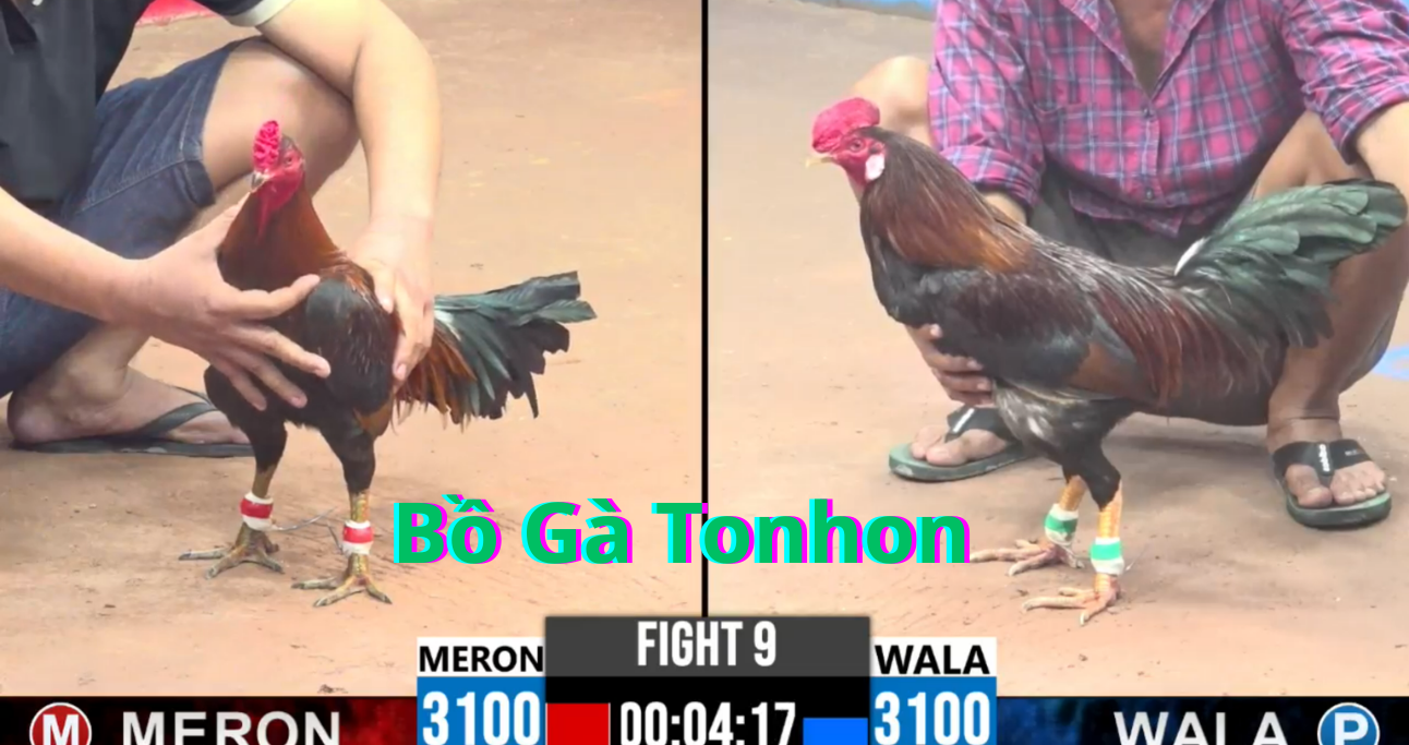 Các sảnh đá gà thomo tại Bồ Gà Tonhon 