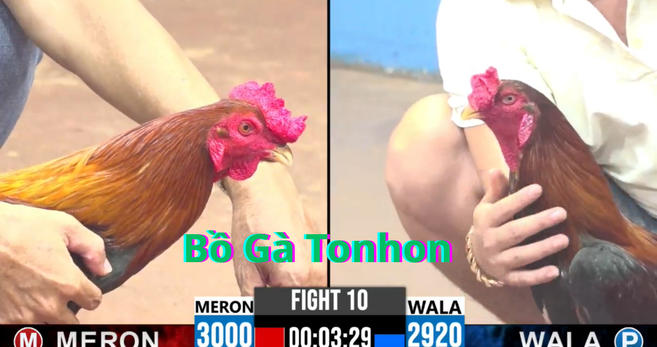 Một vài lưu ý khi tham gia đá gà thomo trực tuyến Bồ Gà Tonhon 